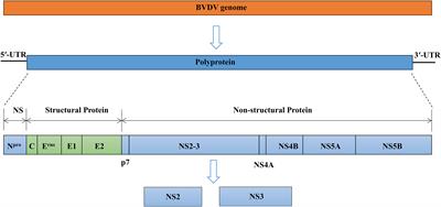 Immune evasion strategies of bovine viral diarrhea virus